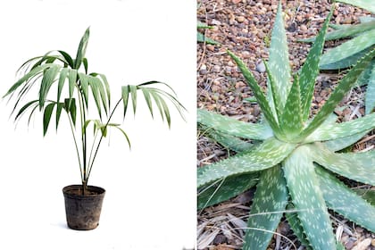 La palmera Kentia está indicada para lugares con mascotas ya que no es tóxica, mientras que el aloe vera se puede emplear para tratar problemas cutáneos de perros y gatos