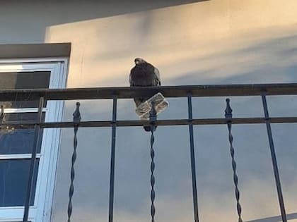 La paloma con un celular cerca de la cárcel de Coronda, en Santa Fe