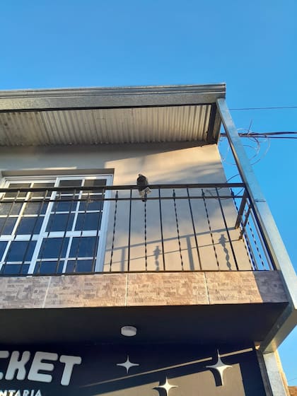 La paloma con un celular cerca de la cárcel de Coronda, en Santa Fe