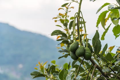 La palta Hass es la variedad más cultivada y consumida a nivel mundial