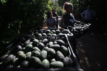 La palta mexicana es exportada en su mayoría a Estados Unidos