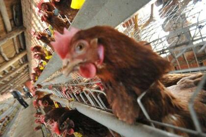 Las granjas comerciales en los Países Bajos recibieron el martes la orden de mantener a todas las aves de corral adentro