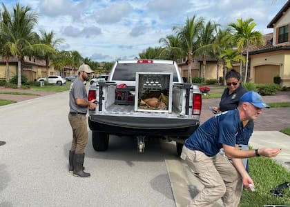 La pantera de Florida, especie en peligro de extinción, fue captura y después liberada en una reserva cercana