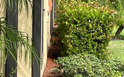 La pantera de Florida estaba dormida detrás de los arbustos de una casa