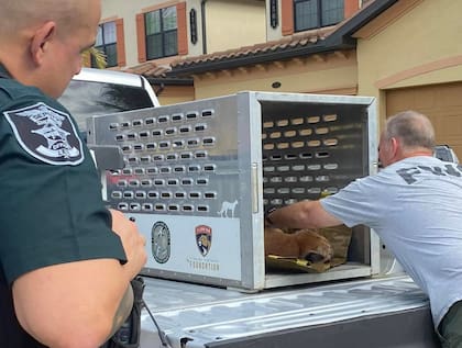 La pantera que fue encontrada en el patio de una casa fue capturada y después liberada en una reserva