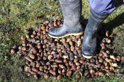 La papa es casi un motivo de orgullo nacional en Perú