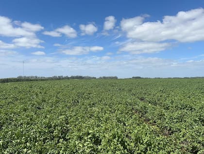 La papa es un cultivo más difícil de escalar, no solamente por su alto costo y menor mercado, sino porque es difícil encontrar campos que tengan las características necesarias, como contar con el caudal de agua subterránea suficiente para el riego y además que sea de buena calidad