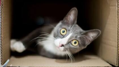 La paradoja de Erwin Schrödinger se explicó utilizando el concepto de un gato en una caja