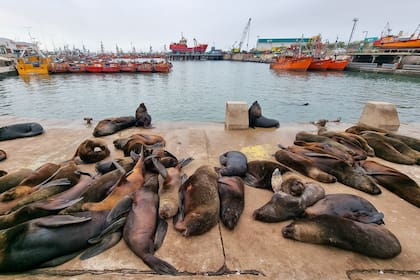 La paralización de la flota impactaría en el abastecimiento interno