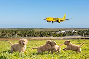 Trabajaron una década volando con Spirit y hoy se reinventan con un negocio para mascotas