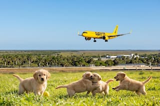 Trabajaron una década volando con Spirit y hoy se reinventan con un negocio para mascotas