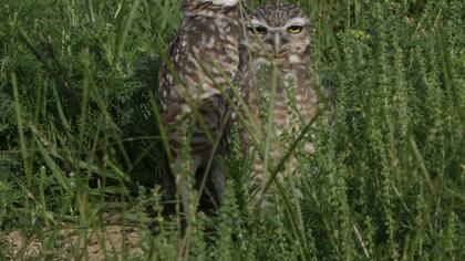 La pareja de lechucitas vizcacheras en el Parque Sarmiento.