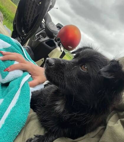 La pareja le dio asilo a la perrita tras la tormenta (Foto: The Dodo)