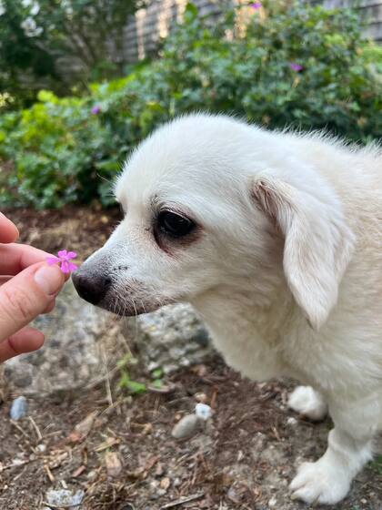 La pareja muestra el día a día de Elvis en las redes sociales (Foto: @littlepawsbnb.maine)