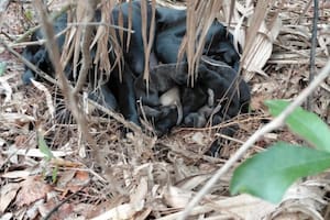 Creyeron oír un oso en el bosque y cuando encontraron al animal se llevaron una sorpresa