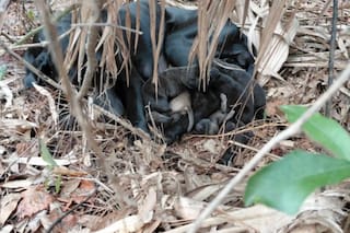 Creyeron oír un oso en el bosque y cuando encontraron al animal se llevaron una sorpresa