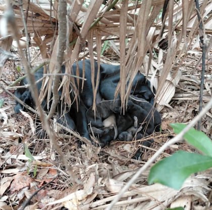 La pareja pensó que se trataba de un oso (Foto: The Dodo)