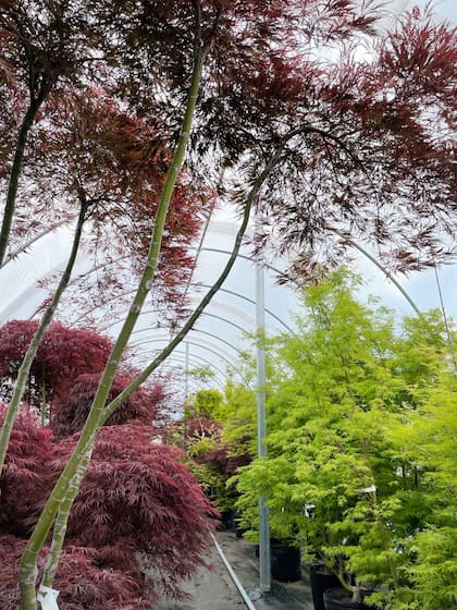 La pareja se especializó en plantas de frío trabajando en un vivero dedicado a los Acer y coníferas enanas, especialidad que ahora continúan en el país