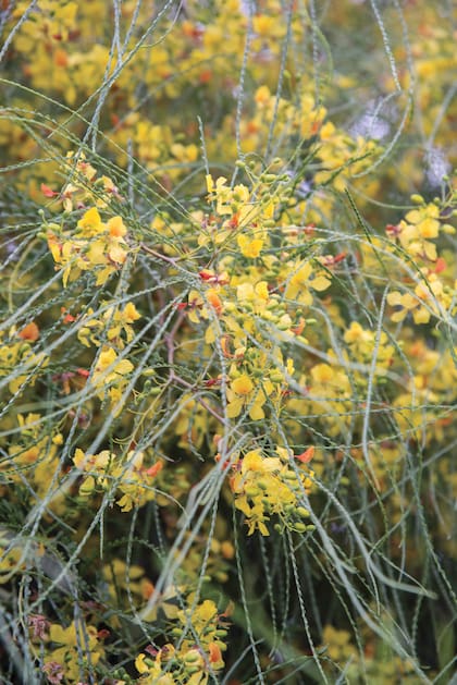 La Parkinsonia aculeata tiene follaje verde brillante, flores amarillas y ramas espinosas que embellecen el jardín y da una agradable sombra.