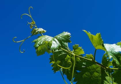 La parra virgen es una planta trepadora que crece en los bosques y se adapta fácilmente a entornos rurales como urbanos