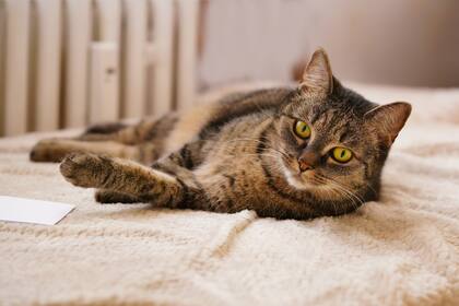 La particularidad de los gatos que deben estar hasta tres días sin moverse para recuperarse de la esterilización 