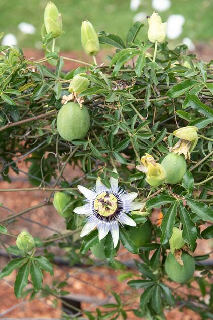 La pasionaria remite a lo misterioso y espiritual