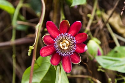 La pasionaria roja florece en primavera.