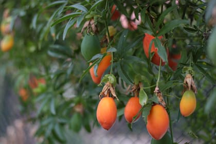 La Passiflora caerulea o mburucuyá es muy decorativa y se puede cultivar fácilmente en jardines