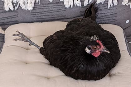 La pata, como la de una bailarina.