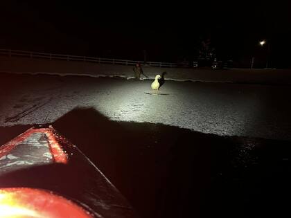 La pata estaba atrapada en el hielo del estanque.