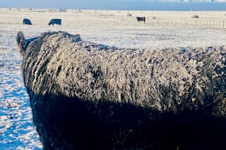 Chile le restituyó un estatus sanitario a la Patagonia y retomará importaciones de productos cárnicos