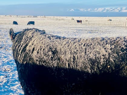 La Patagonia es libre de aftosa sin vacunación