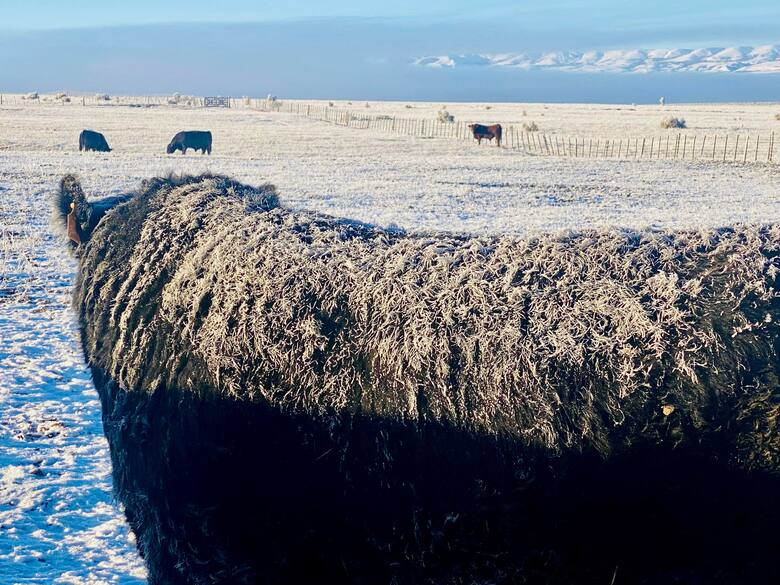 Tensión en el negocio cárnico: Chile suspende importaciones desde la Patagonia y China da respiro temporal