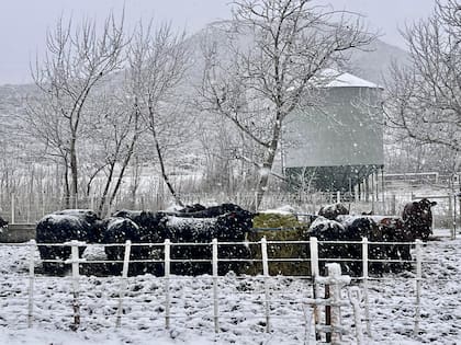 La Patagonia es libre de aftosa sin vacunación