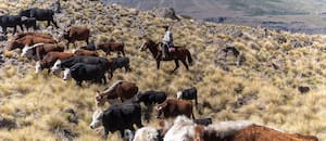 Un juez rechazó el ingreso de carne con hueso a Santa Cruz