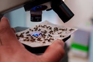 Mejoraron un programa sanitario contra la mosca de los frutos en la Patagonia