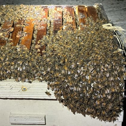 La Patrulla de Carreteras de California tuvo que intervenir en un insólito accidente