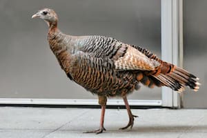 La pava fue avistada por múltiples neoyorquinos que le tomaron fotografías