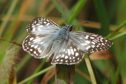 La Pavonia missionera es hospedera de la mariposa Pyrgus oileus