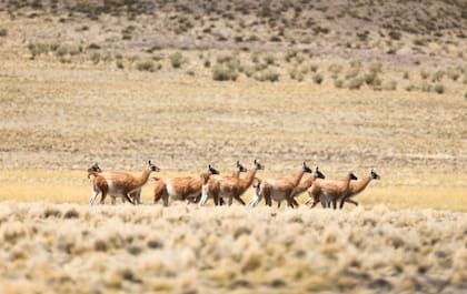 Guanacos en la estepa.
