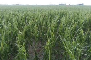 Le cayó una terrible granizada, perdió todo e ironizó con tomarse un “buen vaso de vino”