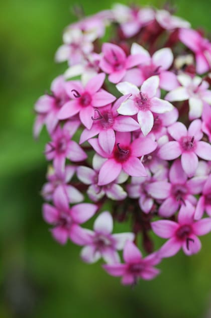 La Pentas lanceolata es poco conocida pero preciosa. Sus flores, antes de abrirse, tienen forma de lanza o punta de flecha.