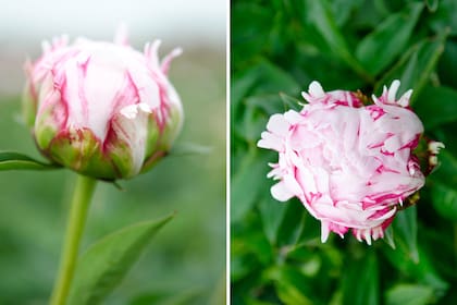 La peonía alcanza una altura de 0,60 a 1 m. Crece bien al sol y media sombra y florece en primavera