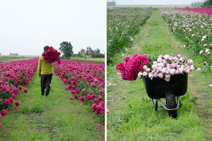 La peonía es una herbácea perenne de origen asiático. La cosecha se realiza a mano, flor por flor, y en la Argentina se da entre octubre y fines de noviembre.