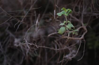 La peperina, uno de los símbolos de Córdoba
