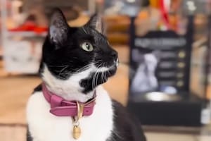 La conmovedora historia de Cristal, la gatita que fue rescatada y se hizo famosa en un centro comercial