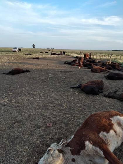 La pérdida económica ronda los $10 millones