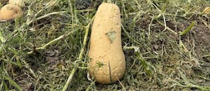 Relevaron pérdidas de hasta el 90% luego de una violenta tormenta de granizo