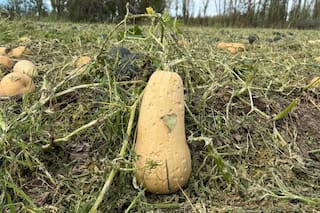 Relevaron pérdidas de hasta el 90% luego de una violenta tormenta de granizo