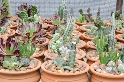 La perlita sobre el sustrato ayudará a prevenir la aparición de hongos